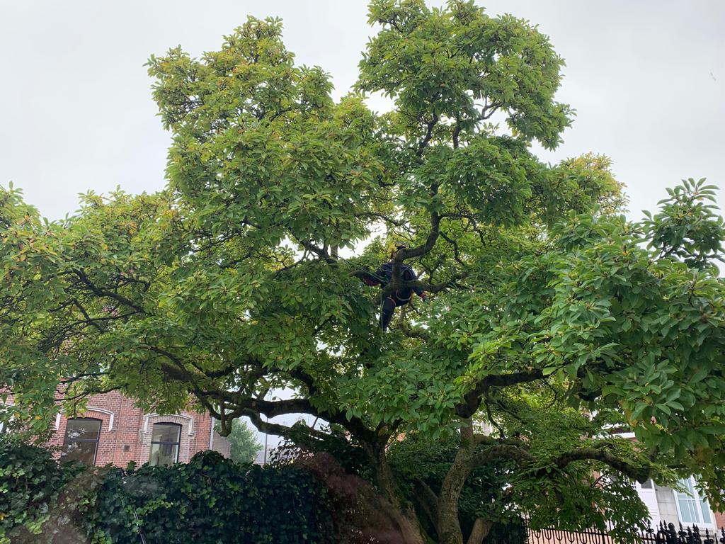 boompje groen