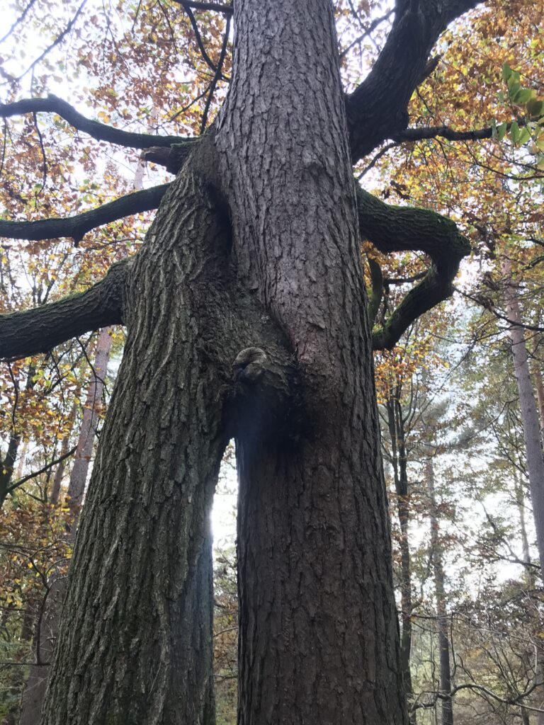 knuffelende bomen