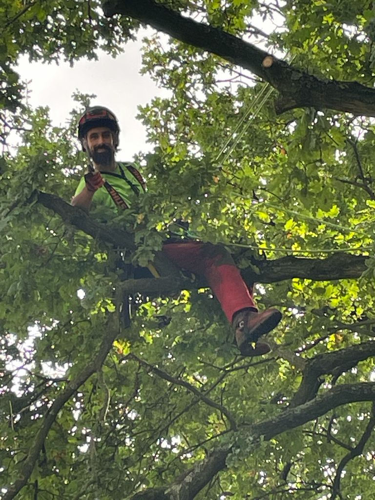 tree care tom