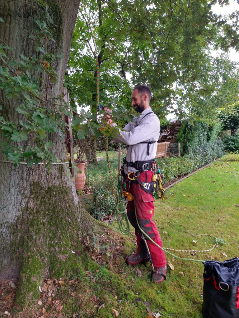 ziektebestrijding bomen